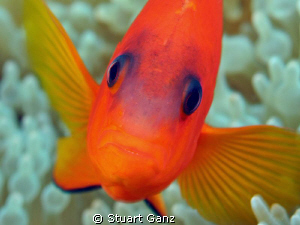 Tomato clown from Richelieu rock. by Stuart Ganz 